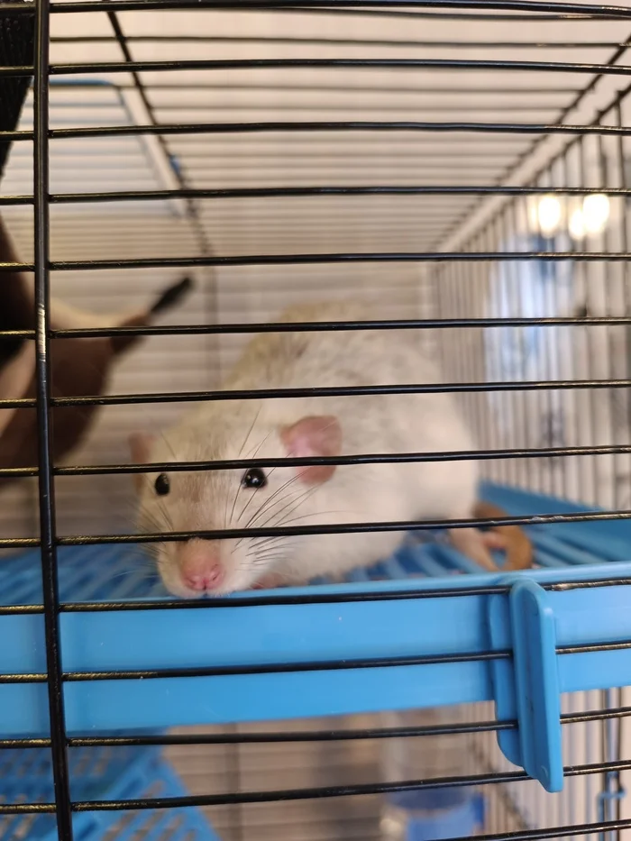 Rat Rat - My, Rat, Rat dumbo, Pets, The photo, Longpost