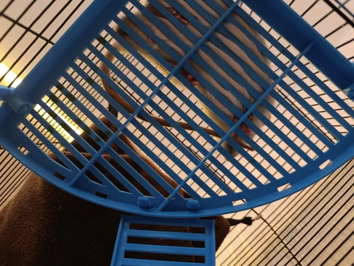 Rat Rat - My, Rat, Rat dumbo, Pets, The photo, Longpost