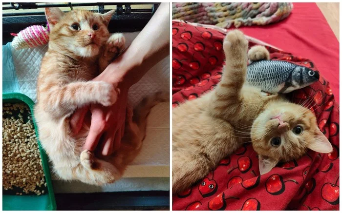 There were a few and they became a few from the animals I saved - My, cat, Animal Rescue, Helping animals, It Was-It Was, Dacha, Winter, Longpost, Found a home