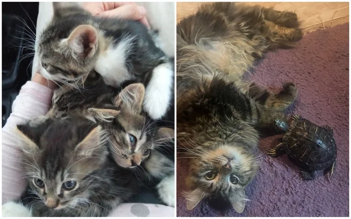 There were a few and they became a few from the animals I saved - My, cat, Animal Rescue, Helping animals, It Was-It Was, Dacha, Winter, Longpost, Found a home
