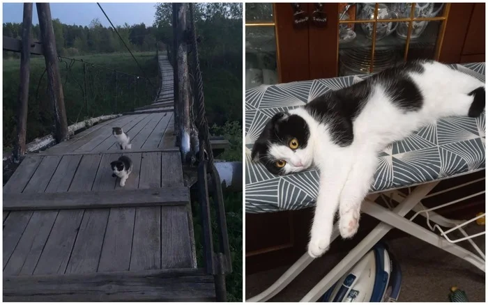 There were a few and they became a few from the animals I saved - My, cat, Animal Rescue, Helping animals, It Was-It Was, Dacha, Winter, Longpost, Found a home