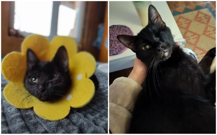 There were a few and they became a few from the animals I saved - My, cat, Animal Rescue, Helping animals, It Was-It Was, Dacha, Winter, Longpost, Found a home