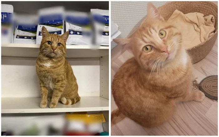 There were a few and they became a few from the animals I saved - My, cat, Animal Rescue, Helping animals, It Was-It Was, Dacha, Winter, Longpost, Found a home