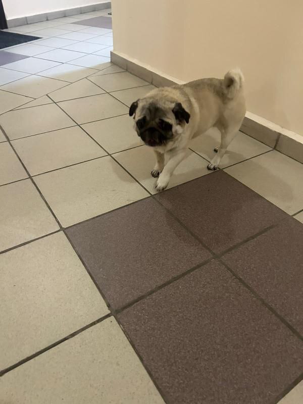 Pug Found! Moscow, Tekstilshchiki-Kuzminki District - Pug, Found a dog, Dog, Moscow, No rating