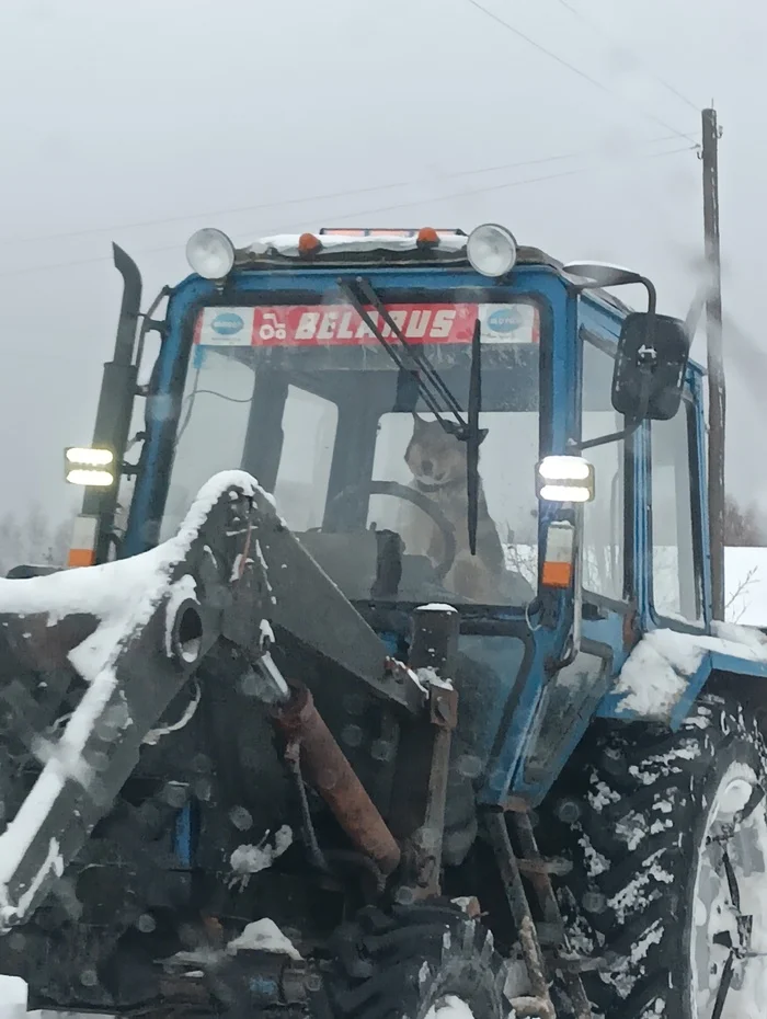First day at work - My, Tractor, Snow removal, Dog, First day, Work, Suddenly, Longpost, Mobile photography