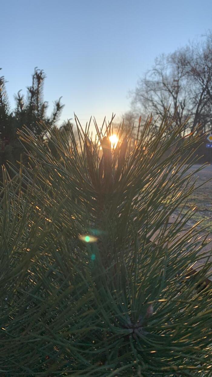 Солнечная зима