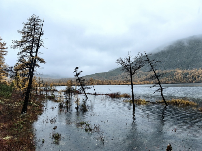 ��� ����� ���������