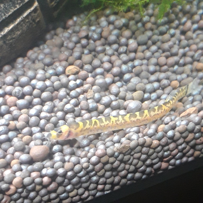 Вот он у меня(маленький ещё)