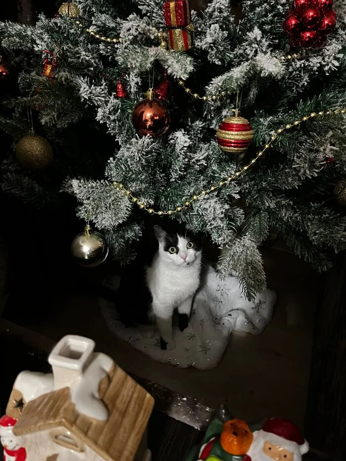 He was naughty - My, cat, New Year