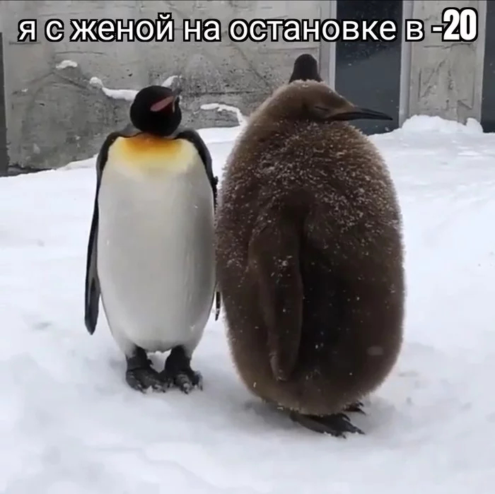 It seems funny) - Humor, Hardened, Penguins, Family, Picture with text, Repeat, Chick