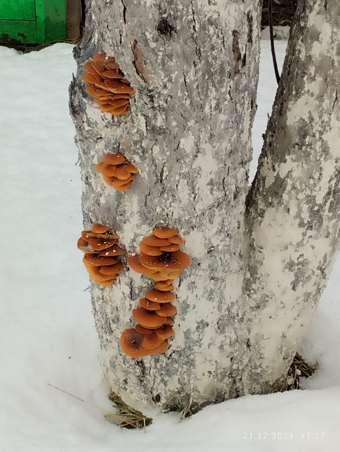 ������ �����