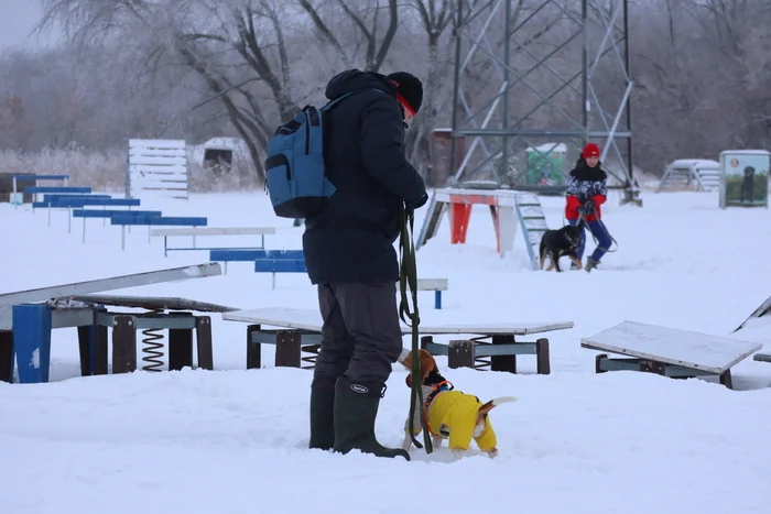 Dog training in Omsk - OCSSSS 12/21/2024 - Dog, Puppies, Omsk, Training, Г“Г±Г±Г±, Friend, Care, Kindness, Dog breeding, Friends