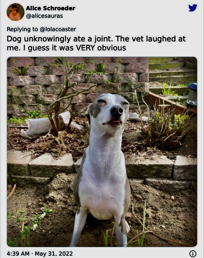 Довольный песик