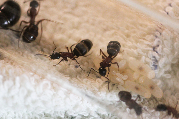 Объединение северян. Camponotus herculeanus. Зимовка 2024 Биология, Насекомые, Природа, Фотография, Энтомология, Мирмекология, Макросъемка, В мире животных, Мирмикипер, Муравьиная ферма, Муравьиная матка, Муравьи, Дневник, Наблюдение, Длиннопост