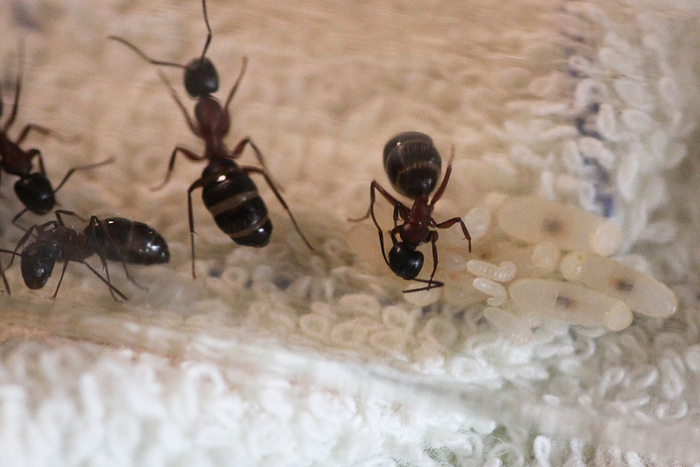 Объединение северян. Camponotus herculeanus. Зимовка 2024 Биология, Насекомые, Природа, Фотография, Энтомология, Мирмекология, Макросъемка, В мире животных, Мирмикипер, Муравьиная ферма, Муравьиная матка, Муравьи, Дневник, Наблюдение, Длиннопост