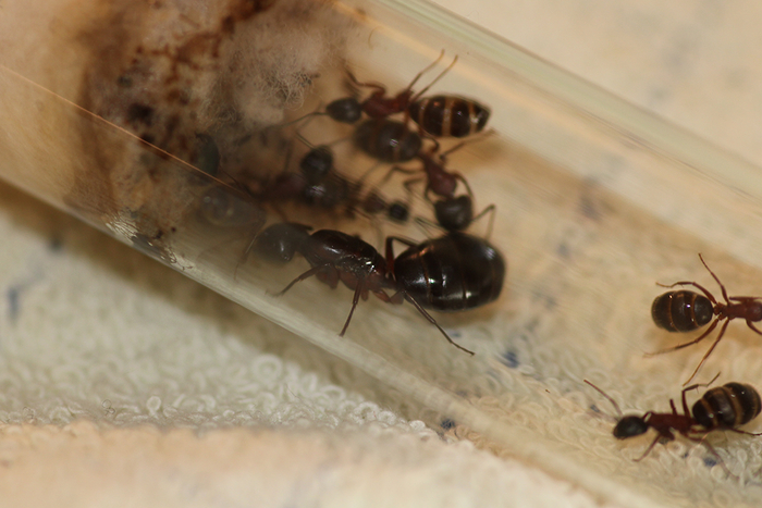 Объединение северян. Camponotus herculeanus. Зимовка 2024 Биология, Насекомые, Природа, Фотография, Энтомология, Мирмекология, Макросъемка, В мире животных, Мирмикипер, Муравьиная ферма, Муравьиная матка, Муравьи, Дневник, Наблюдение, Длиннопост