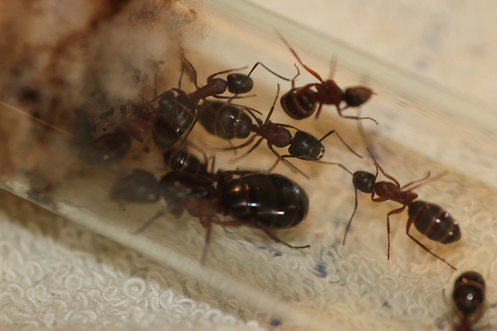 Объединение северян. Camponotus herculeanus. Зимовка 2024 Биология, Насекомые, Природа, Фотография, Энтомология, Мирмекология, Макросъемка, В мире животных, Мирмикипер, Муравьиная ферма, Муравьиная матка, Муравьи, Дневник, Наблюдение, Длиннопост