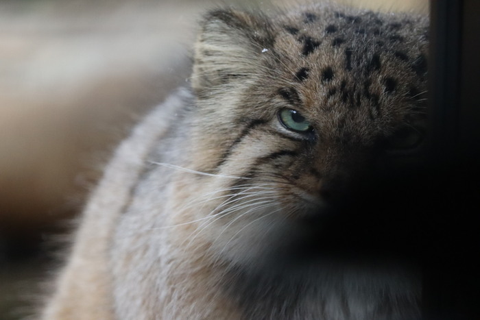 Штош... Шестидневная финишная прямая...