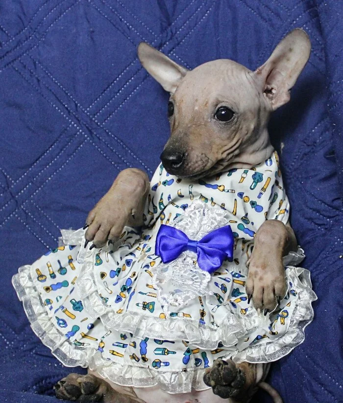 I am a princess, which means I am the first beauty, - Crossposting, Pikabu publish bot, Dog