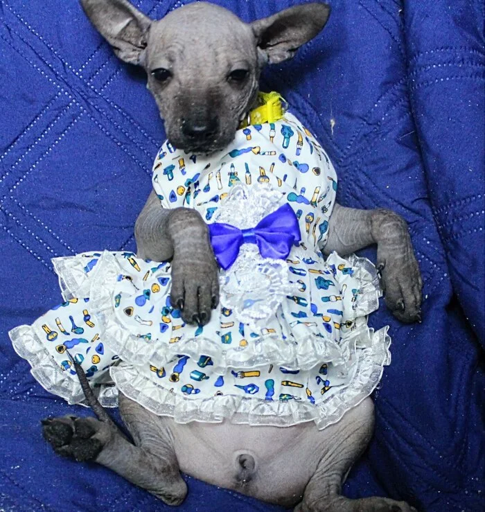 I am a princess, which means I am the first beauty, - Crossposting, Pikabu publish bot, Dog