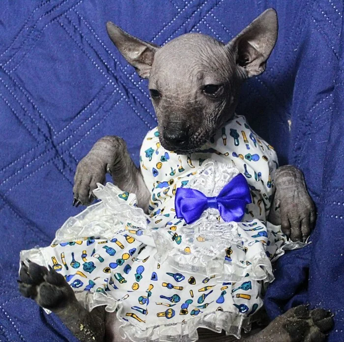 I am a princess, which means I am the first beauty, - Crossposting, Pikabu publish bot, Dog
