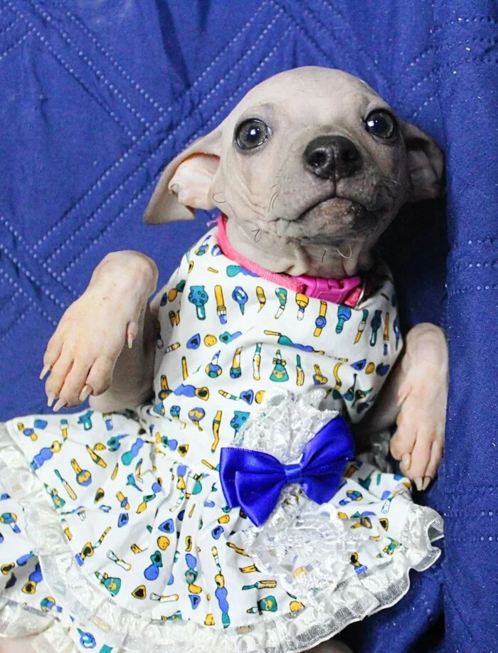I am a princess, which means I am the first beauty, - Crossposting, Pikabu publish bot, Dog