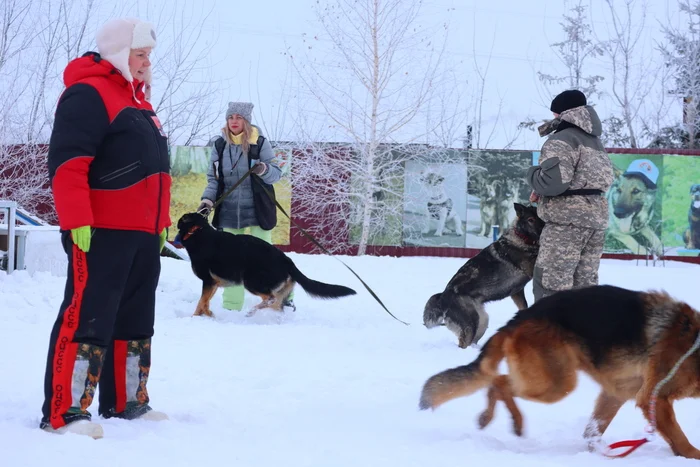 Dog training in Omsk - OCSSSS 12/21/2024 - Dog, Puppies, Omsk, Training, Г“Г±Г±Г±, Friend, Care, Kindness, Dog breeding, Friends