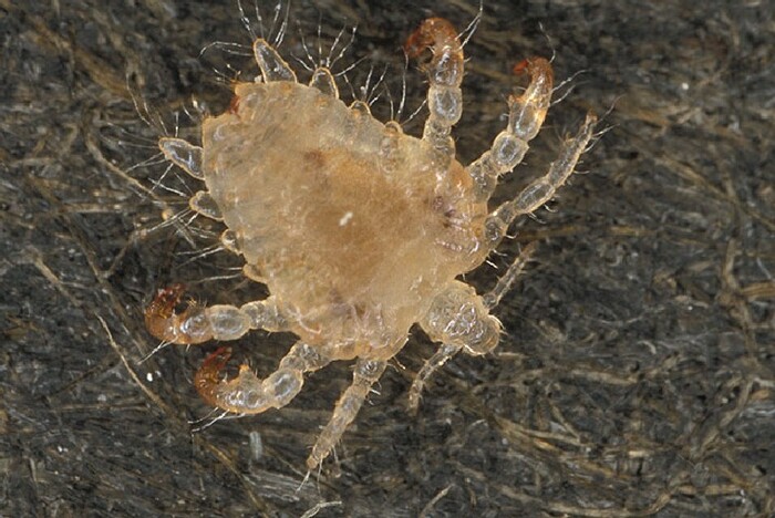 Вши! Просто зачесалось, или вас уже едят? Все о паразитах