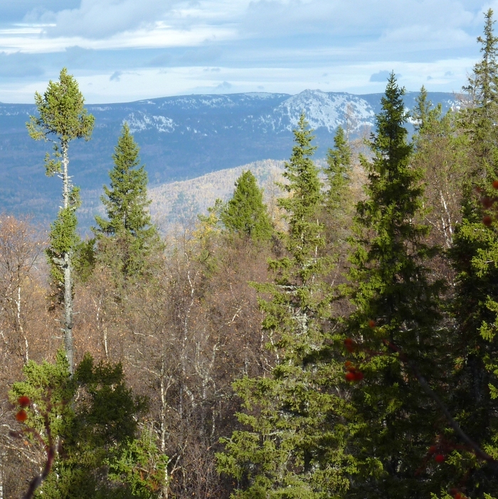  , .  .    <!--noindex--><a href="https://pikabu.ru/story/novogodnie_rasteniya_eli_rossii_12173966?u=http%3A%2F%2Fc-c-o.ru&t=c-c-o.ru&h=41f5642cb9d7b6819c7eddd86f7567272acaefeb" title="http://c-c-o.ru" target="_blank" rel="nofollow noopener">c-c-o.ru</a><!--/noindex-->.