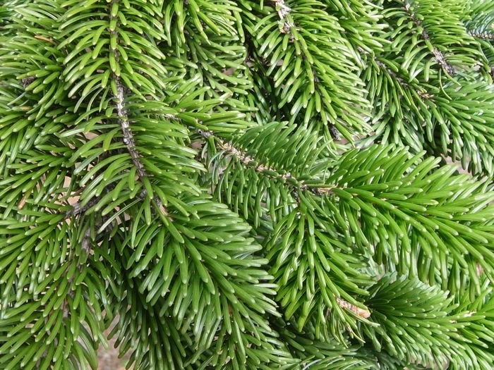      .    <!--noindex--><a href="https://pikabu.ru/story/novogodnie_rasteniya_eli_rossii_12173966?u=http%3A%2F%2Fc-c-o.ru&t=c-c-o.ru&h=41f5642cb9d7b6819c7eddd86f7567272acaefeb" title="http://c-c-o.ru" target="_blank" rel="nofollow noopener">c-c-o.ru</a><!--/noindex-->.