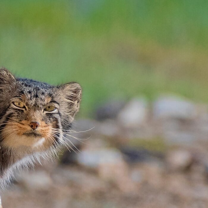 Заглянул в кадр