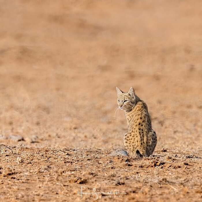 Felis lybica ornata.