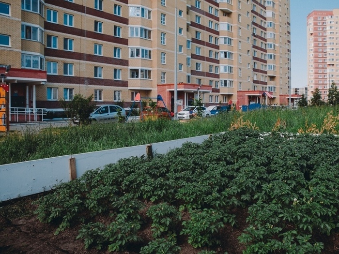 Огород в городе (картинка из интернета)