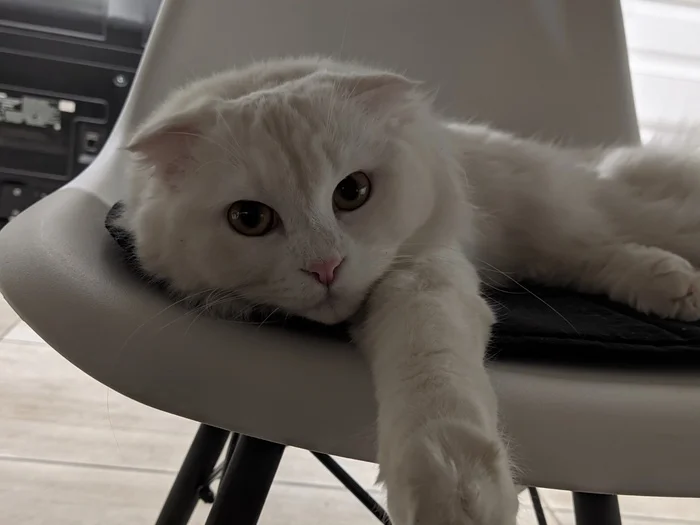 Cotton wool - My, cat, White, Chair, Milota