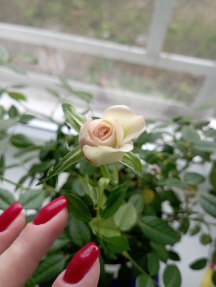 Последняя рабочая неделя в этом году...