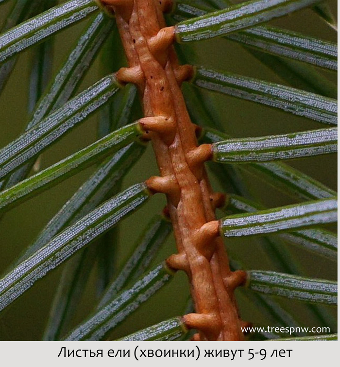    .    .    <!--noindex--><a href="https://pikabu.ru/story/novogodnie_rasteniya_el_evropeyskaya_12169879?u=http%3A%2F%2Ftreespnw.com&t=treespnw.com&h=37e1b624fa82aa9ca424a0eff9469992f0aed382" title="http://treespnw.com" target="_blank" rel="nofollow noopener">treespnw.com</a><!--/noindex-->.