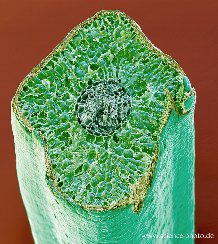   .    <!--noindex--><a href="https://pikabu.ru/story/novogodnie_rasteniya_el_evropeyskaya_12169879?u=http%3A%2F%2Fscience-photo.de&t=science-photo.de&h=1be337569f41a1f52a944ef89e2ceb5017f7835b" title="http://science-photo.de" target="_blank" rel="nofollow noopener">science-photo.de</a><!--/noindex-->.