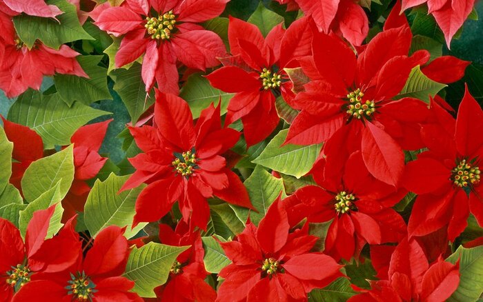    .    <!--noindex--><a href="https://pikabu.ru/story/novogodnie_rasteniya_puansettiya_12182030?u=http%3A%2F%2Fwallpaperscraft.ru&t=wallpaperscraft.ru&h=067c5f7b64af101bd63731eb4c89b6da4601cdbd" title="http://wallpaperscraft.ru" target="_blank" rel="nofollow noopener">wallpaperscraft.ru</a><!--/noindex-->.