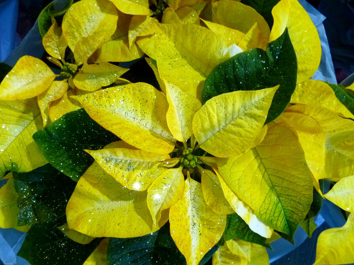  .    <!--noindex--><a href="https://pikabu.ru/story/novogodnie_rasteniya_puansettiya_12182030?u=http%3A%2F%2Fshowbell.ru&t=showbell.ru&h=88262ec84b12ef64f7b12c2cd9d93ad8c8790877" title="http://showbell.ru" target="_blank" rel="nofollow noopener">showbell.ru</a><!--/noindex-->.