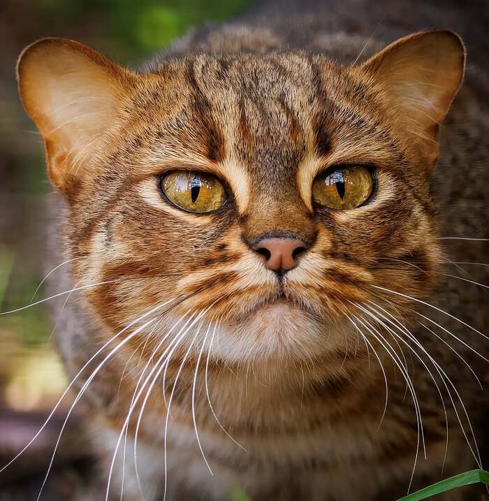 Маленький грозный хищник