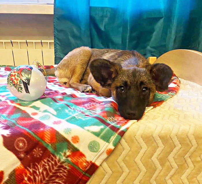 Невероятный щенок ищет дом!