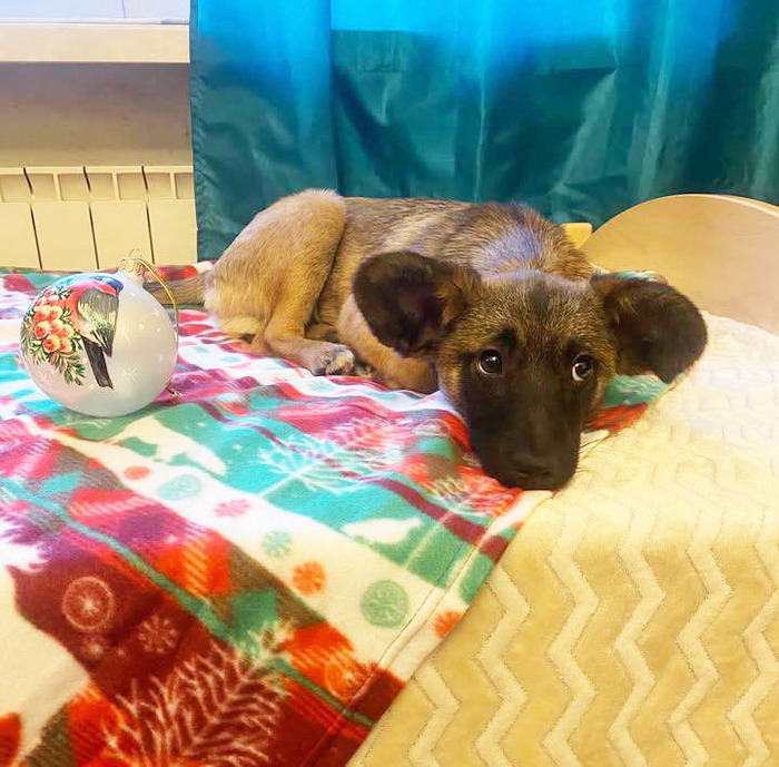 Невероятный щенок ищет дом!