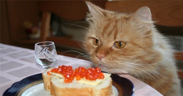 ����� �������, ����� ����� ������� ���������� �� ������� ������� ����