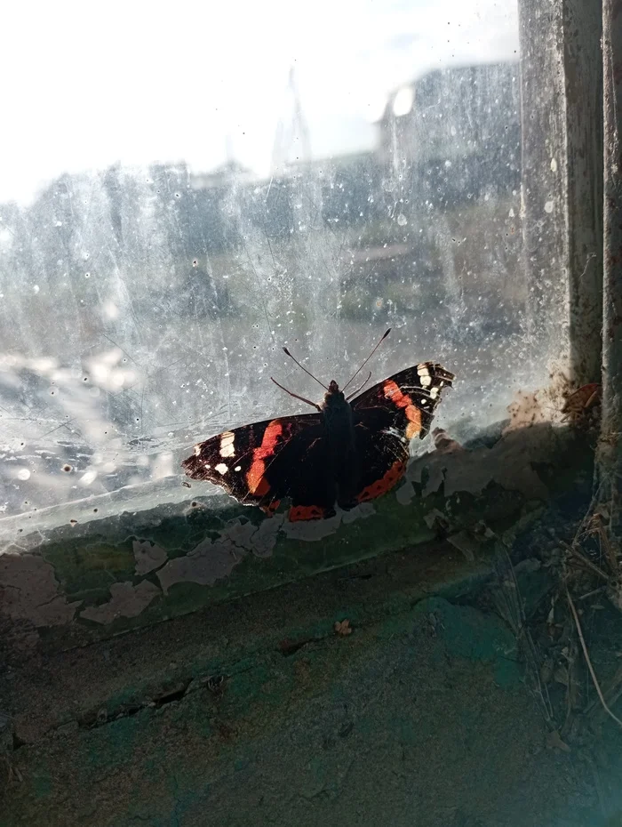 December 24 24 - My, Kropotkin, Butterflies in the stomach, New Year