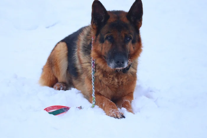 Dog training in Omsk - OCSSSS 12/21/2024 - Dog, Puppies, Omsk, Training, Г“Г±Г±Г±, Friend, Care, Kindness, Dog lovers, Friends