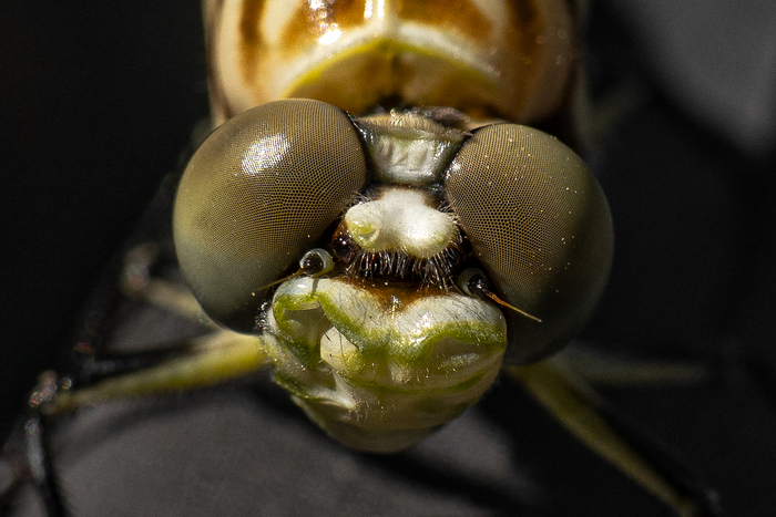 смотрит прям в душу