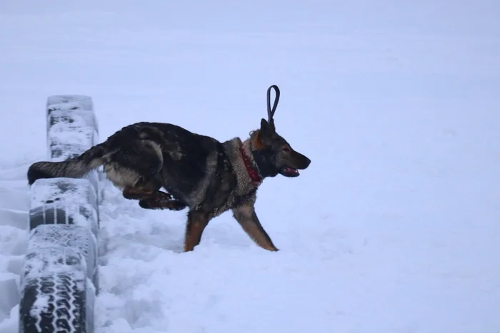 Dog training in Omsk - OCSSSS 12/21/2024 - Dog, Puppies, Omsk, Training, Г“Г±Г±Г±, Friend, Care, Kindness, Dog breeding, Friends