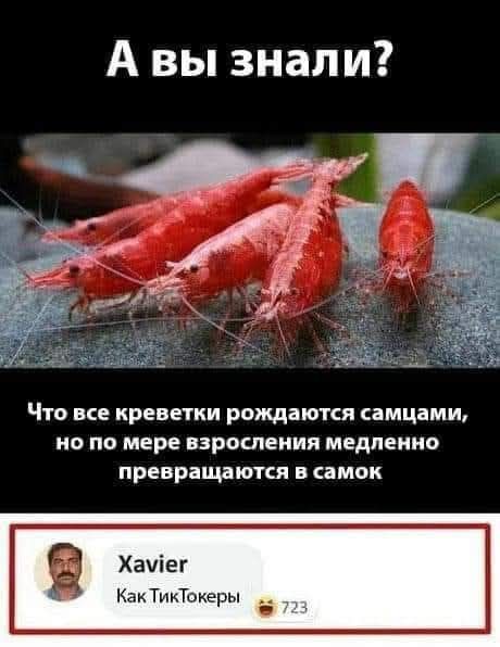 TikTokers - Humor, Picture with text, Tiktokers, Hardened, Screenshot, Shrimps