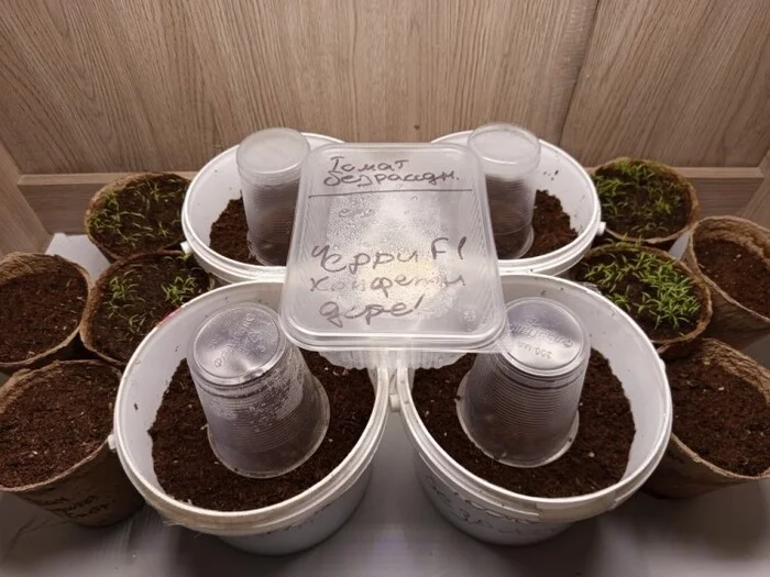 Grow report, growing organic greens and tomatoes under artificial light - My, Garden, Cultivation, Organic, LEDs, Picture with text, With your own hands, The science, Harvest, Longpost