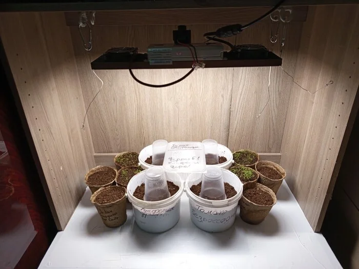 Grow report, growing organic greens and tomatoes under artificial light - My, Garden, Cultivation, Organic, LEDs, Picture with text, With your own hands, The science, Harvest, Longpost